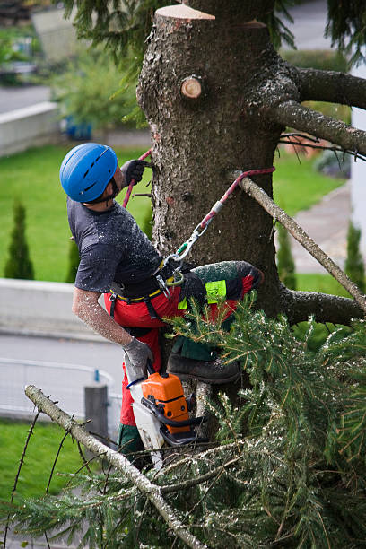 Why Choose Our Tree Removal Services in Mount Sterling, KY?